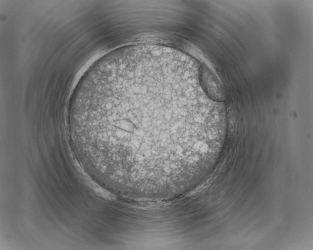 X0000069381091200606091645