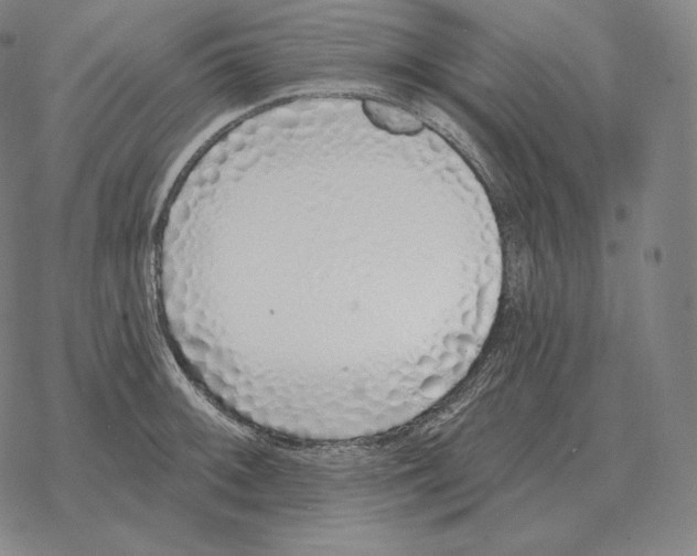 X0000069381092200606091645