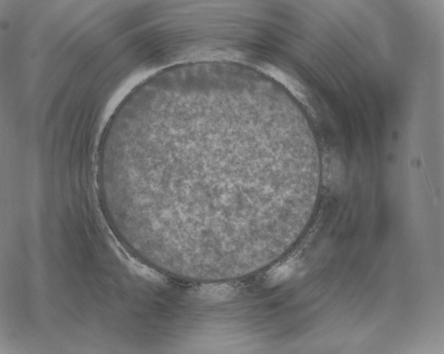 X0000069381094200606091645