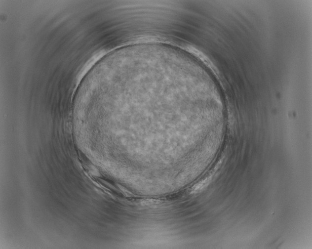 X0000069381097200606091645