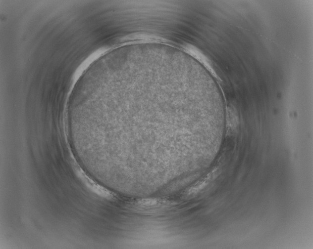 X0000069381098200606091645