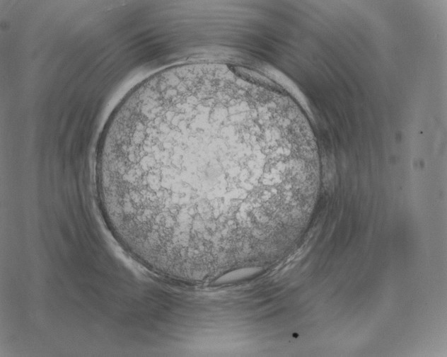 X0000069381099200606091645