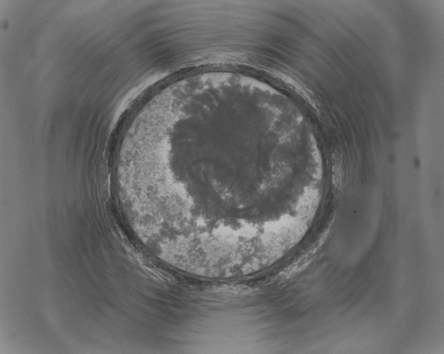 X0000069381117200606091644