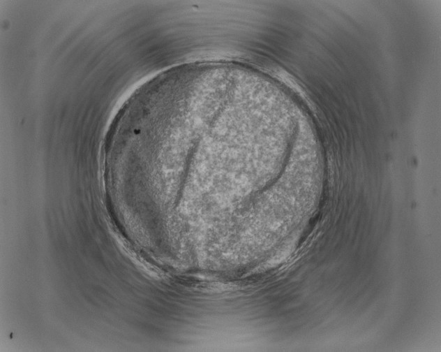 X0000069381124200606091644