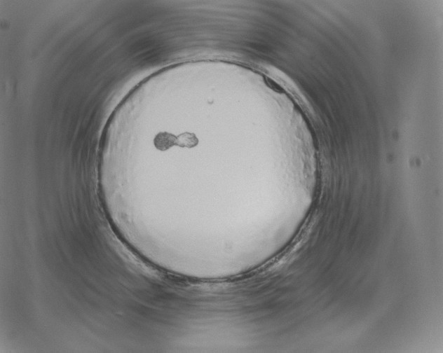 X0000069381244200606091643