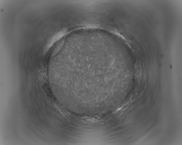 X0000069381255200606091642