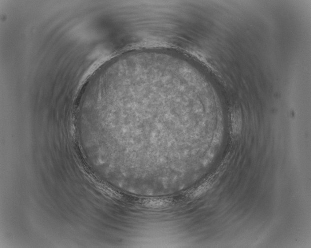 X0000069381266200606091642