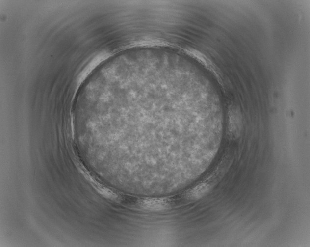 X0000069381274200606091642