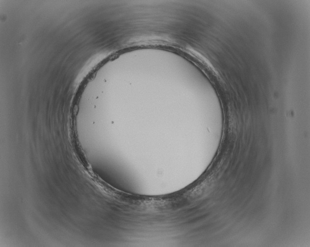 X0000069381277200606091642