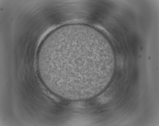 X0000069381278200606091642