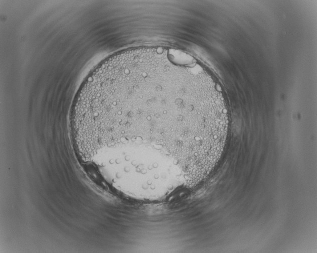 X0000069381283200606091642