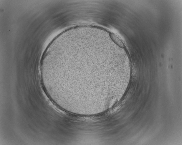 X0000069381287200606091642