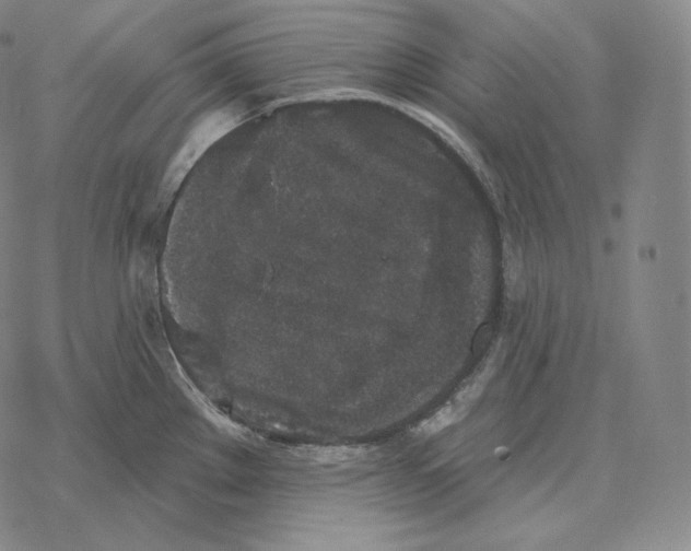 X0000069381289200606091642