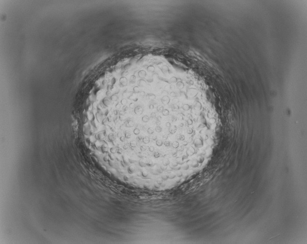 X0000069381302200606091641