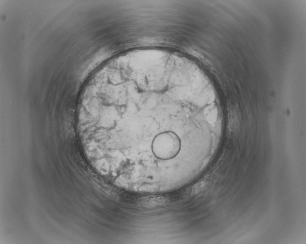 X0000069381314200606091641