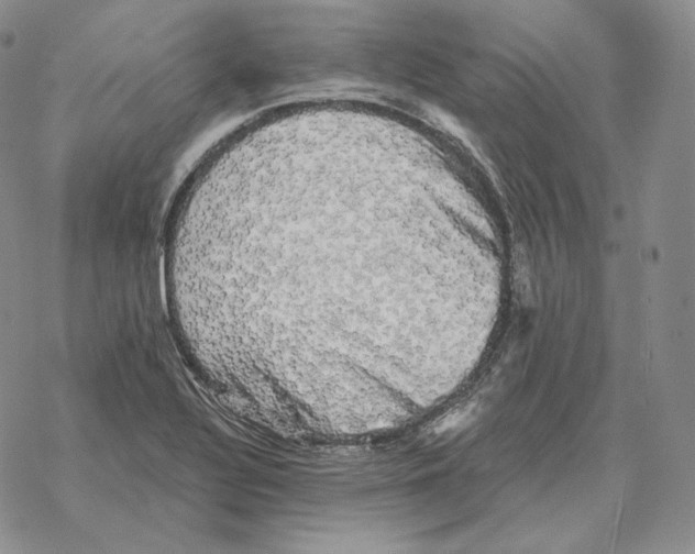 X0000069381320200606091641