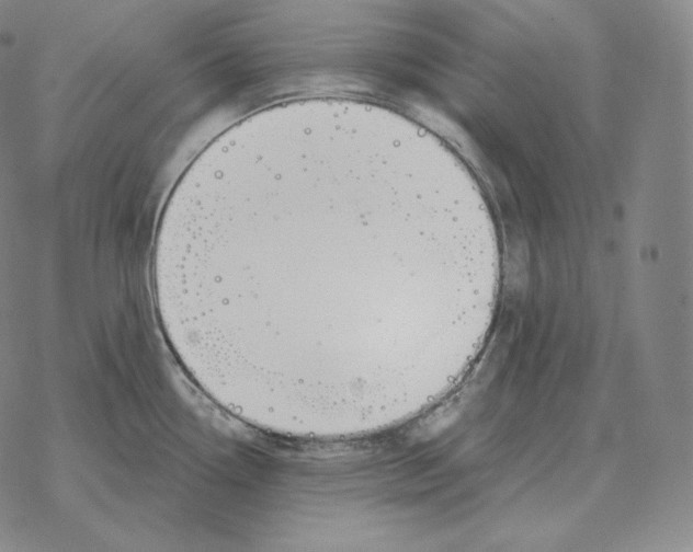 X0000069381338200606091641