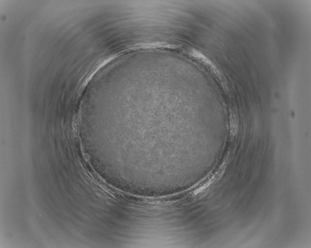 X0000069381361200606091640