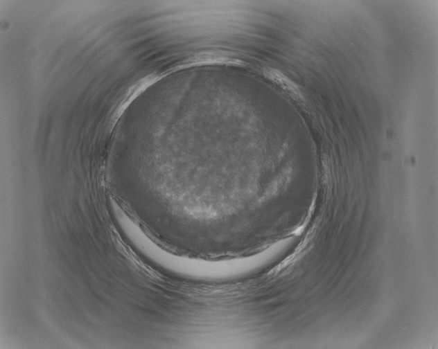 X0000069381369200606091640