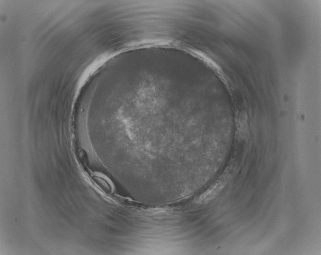 X0000069381373200606091640