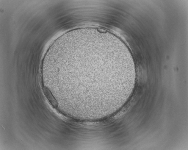 X0000069381379200606091640