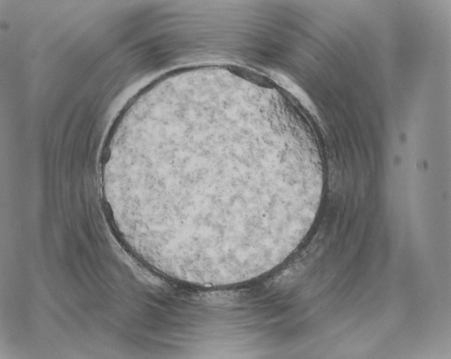 X0000069381380200606091640