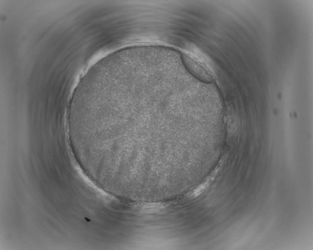 X0000069381382200606091640