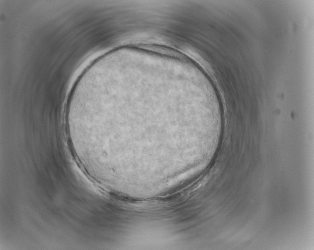 X0000069381392200606091640