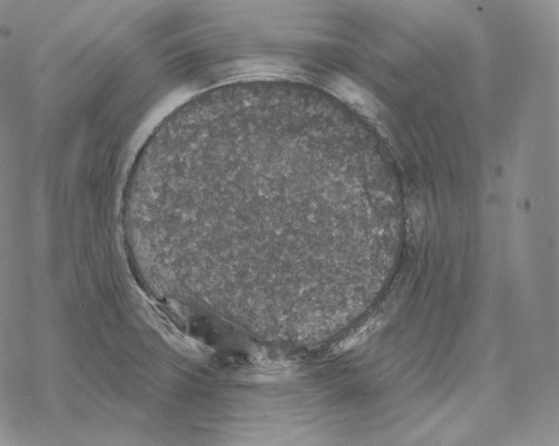 X0000069381427200606091640