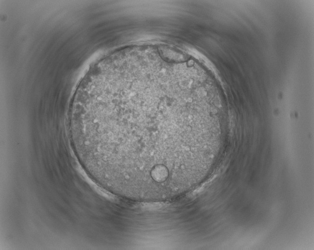 X0000069381429200606091640