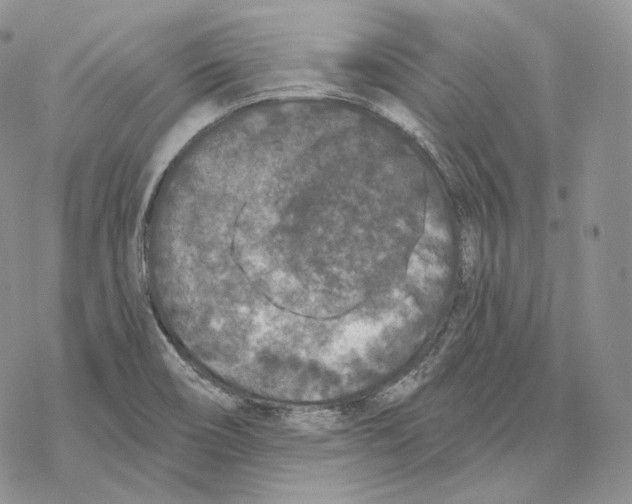 X0000069381466200606091639