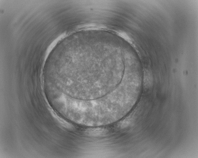 X0000069381474200606091639