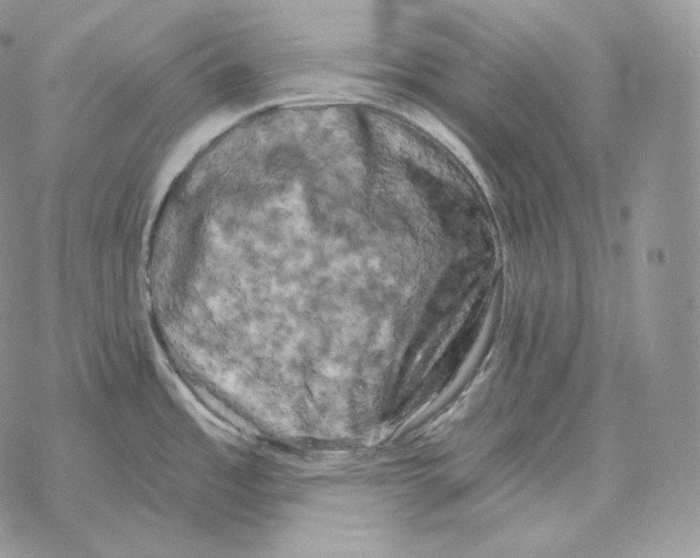 X0000069381485200606091638