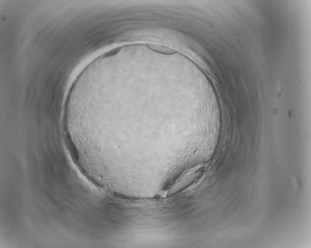 X0000069381536200606091638