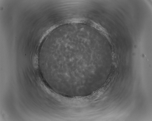 X0000069390012200605121223