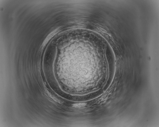 X0000069390051200605121221