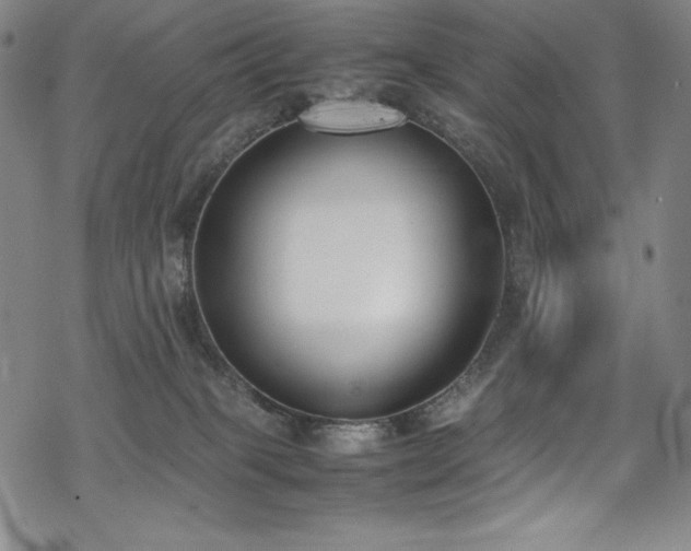 X0000069390085200605121222