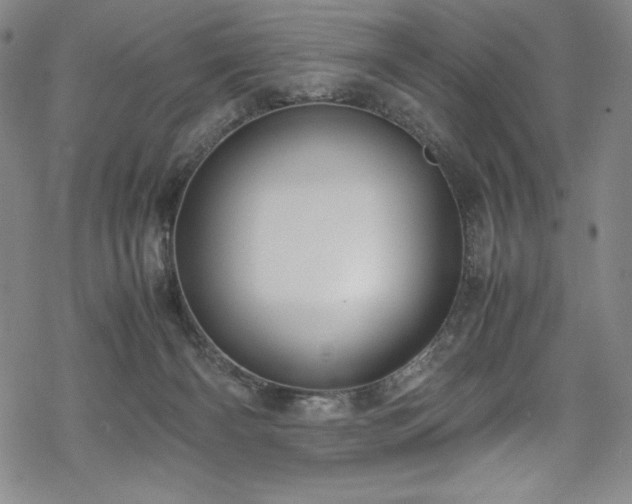 X0000069390126200605121221