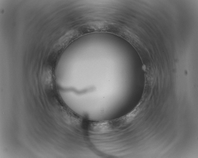 X0000069390132200605121221