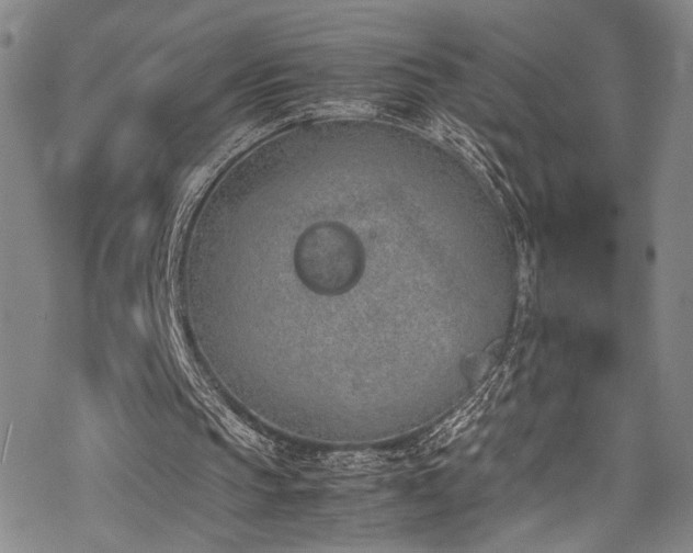 X0000069390145200605121220