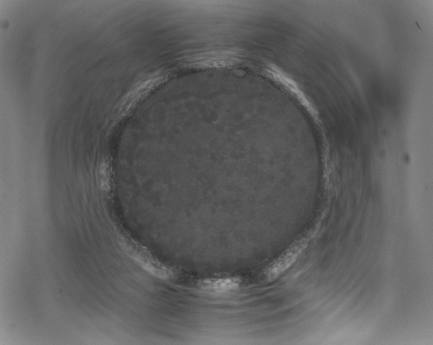 X0000069390161200605121220