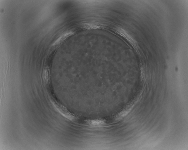 X0000069390165200605121220