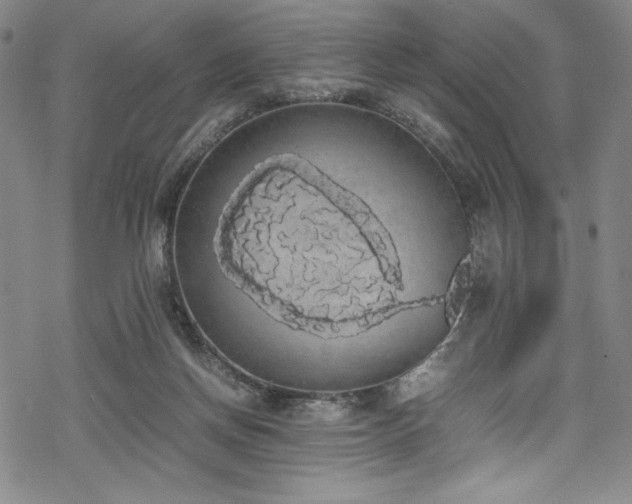 X0000069390166200605121220