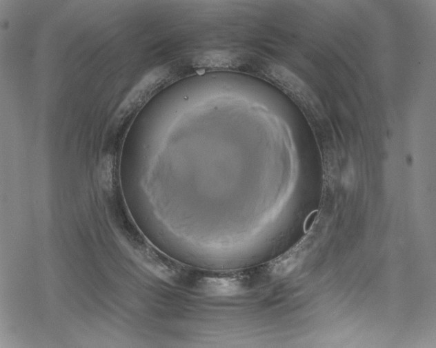 X0000069390167200605121220