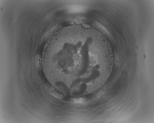 X0000069390169200605121220