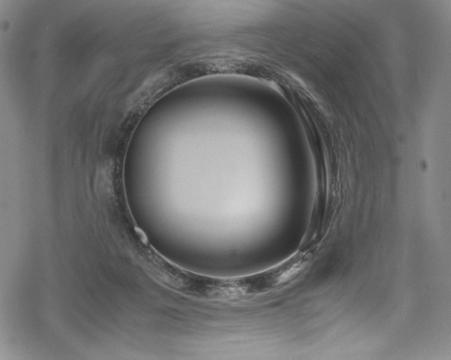 X0000069390217200605121219