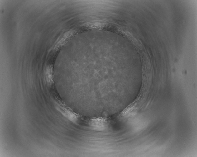 X0000069390240200605121219