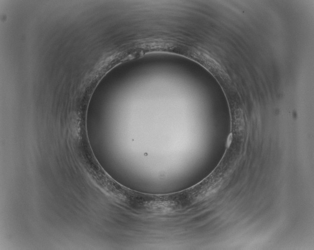 X0000069390255200605121218