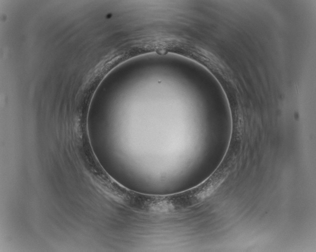 X0000069390258200605121218