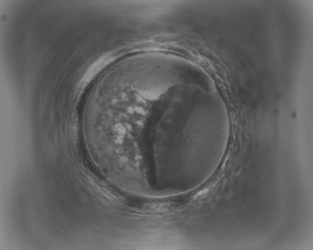 X0000069390295200605121218